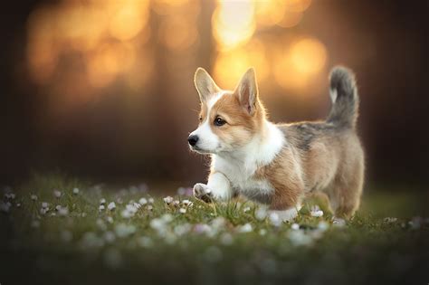 corgi in the garden photos|free corgi images.